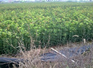 園林景觀知識：苗木蘸泥漿移植技術 (0)