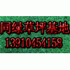同綠草坪基地大量出售草坪?