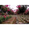 大量供應精品紫薇