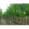 求購(gòu)8/10/12公分的倒槐