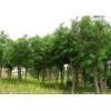 求購(gòu)：國(guó)槐