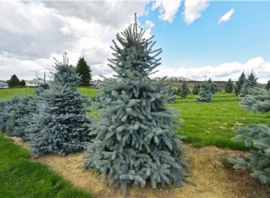 藍杉為城市添新色 銷量需求明顯增多