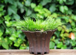 浙江慈溪:中草藥盆栽走俏“端午”市場