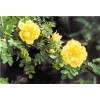 求購黃刺梅,高50公分,有貨的請趕緊聯(lián)系