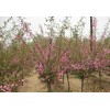 常年供應(yīng)優(yōu)質(zhì)北美海棠，絢麗海棠。垂柳等