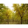 山東青島 求購：米徑18公分一級銀杏33棵