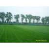 草坪特價百慕大，狗牙根草坪，天堂草坪電15961543375