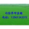 百慕大草坪價格，百慕大草坪直銷，批發15961543375