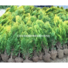 供應灑金柏20-30-40-50公分高灑金柏價格灑金柏圖片