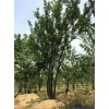 樸樹，叢生樸樹，四川地區供應樸樹