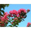 紫薇，紫薇價格，三葉紫薇，江蘇紫薇