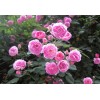 供應豐花月季_豐花月季價格