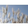 蘆葦價格_蘆葦圖片_蘆葦產地_蘆葦基地