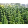 江蘇地區供應檜柏床苗，貼梗海棠床苗，冬青床苗，小葉黃楊床苗