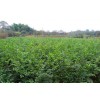 安徽肥西喬木灌木常年供應：樸樹、烏桕、三角楓、紫薇、l無患子