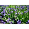 供應藍花鳶尾_蝴蝶蘭苗木