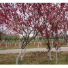紫葉桃價格_紫葉桃圖片_紫葉桃產地_紫葉桃綠化苗木苗圃基地