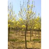 黃玉蘭價格_黃玉蘭圖片_黃玉蘭產地_黃玉蘭綠化苗木苗圃基地