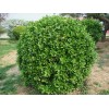 山東大葉黃楊球 大葉黃楊苗 大葉黃楊籬