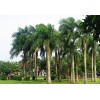 2米棕櫚樹(shù)價(jià)格裝車報(bào)價(jià) 棕櫚產(chǎn)地價(jià)格