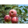 山西紅富士蘋果苗，矮化紅富士蘋果苗，最新品種蘋果苗