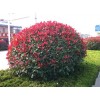 求購：紅葉石楠40公分高3000棵