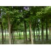 求購：15-20-25-30公分國槐