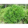 供應衛(wèi)矛、衛(wèi)矛樹、衛(wèi)矛苗、衛(wèi)矛小苗、衛(wèi)矛工程苗