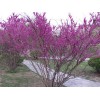 供應紫荊_獨桿紫荊_叢生紫荊苗木