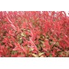 供應紅葉錦帶、紅葉錦帶苗、紅葉錦帶小苗、紅葉錦帶工程苗
