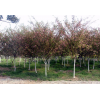 供應垂絲海棠苗木