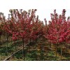 供應(yīng)：山東北美海棠樹培育基地主要從事北美海棠