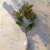 供應樸樹，草坪，廣玉蘭小苗