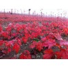 山東美國紅楓小苗