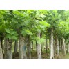 供應：法桐速生法桐白蠟國槐北欒南欒柳樹等各種綠化苗木