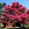 供應(yīng)：天鵝絨紫薇又名美國紅葉紫薇