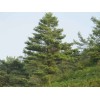 供應：華山松，白皮松，龍柏，榆樹，五角楓