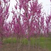 紫荊苗、紫荊價格 紫荊樹苗、叢生紫荊工程苗