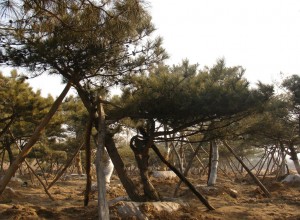 怎樣提高苗木移栽成活率