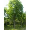 萬綠園林櫸樹價格_櫸樹圖片_櫸樹產(chǎn)地_櫸樹綠化苗木苗圃基地