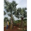 霸王棕供應(yīng)，貴州霸王棕產(chǎn)地直銷，霸王棕價格