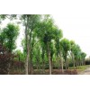 求購20公分，,白蠟，樸樹，三角楓，國槐