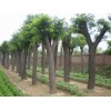 求購：15公分國槐50棵12公分紅葉李30棵