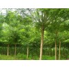 求購國槐13公分、18公分
