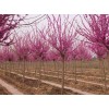 求購6-8cm巨紫荊300棵
