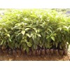 供應香樟、香樟苗、香樟小苗、香樟工程苗