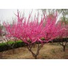 求購：榆葉梅獨邸公分1400株上球25公分。