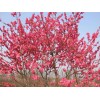 求購紅葉桃