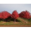 供應：泰安岳首美楓園林：主要培育種植美國紅楓，美國秋火焰紅楓,另外還有龍柏、櫻桃苗、白皮松等綠化苗木。