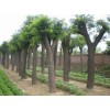 急需 6公分速生國(guó)槐，6公分金枝槐